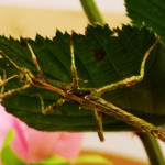 Frische Brombeerblätter, lecker !